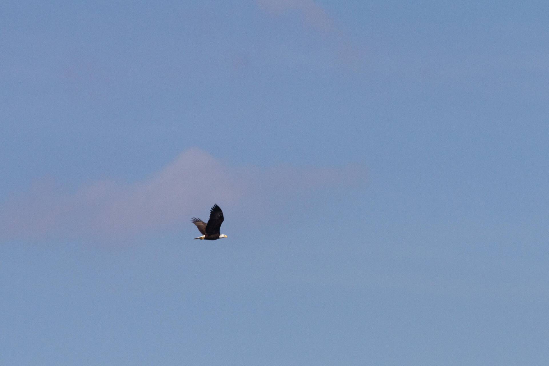 bald eagle in flight