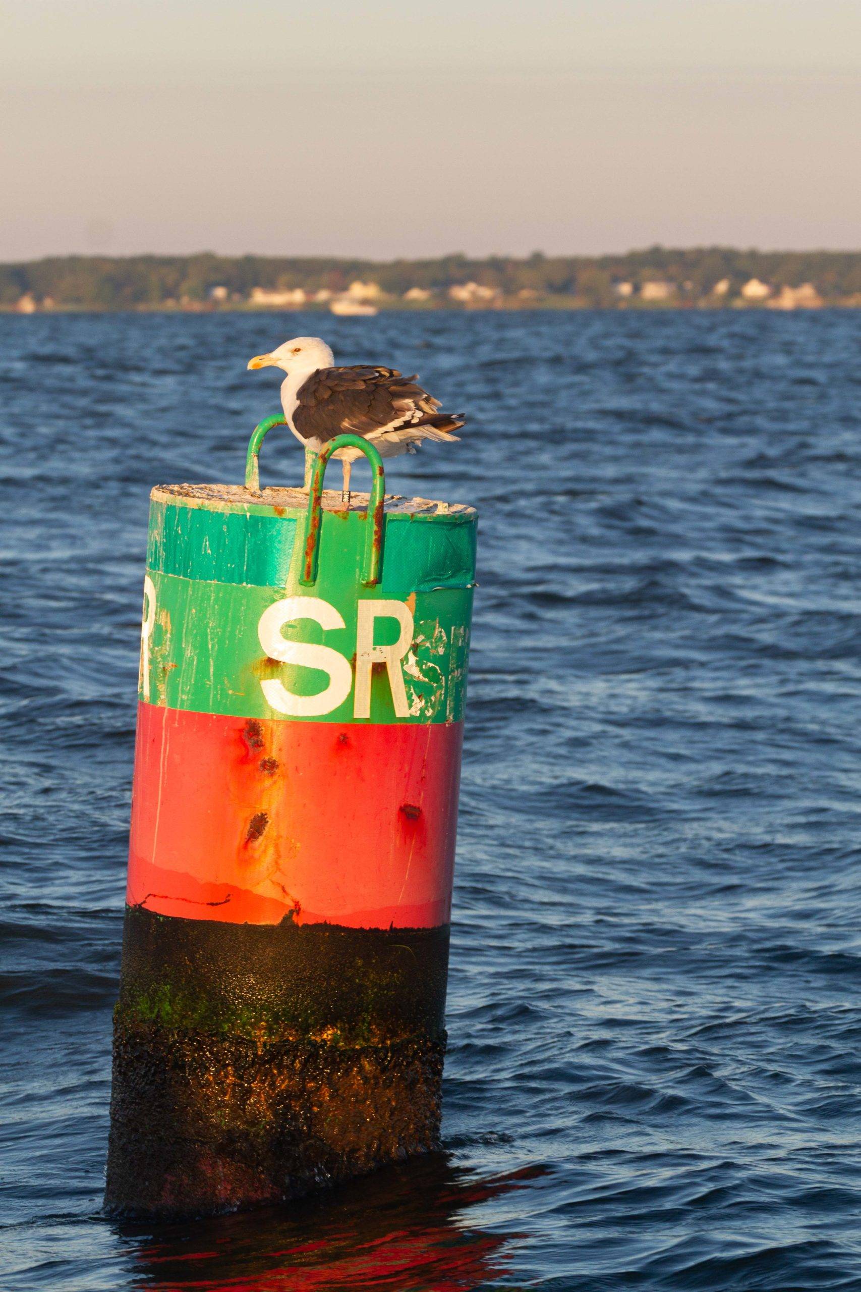 seagull on buoy