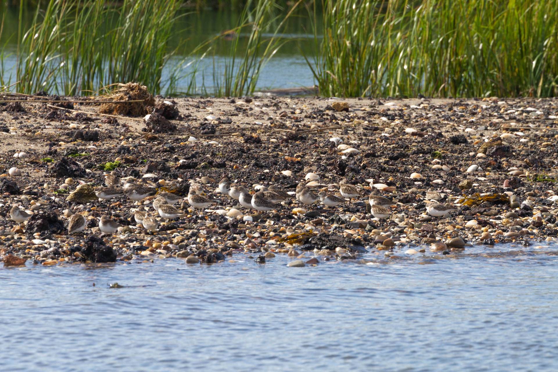 semipalmated sandpiers on shore in marsh