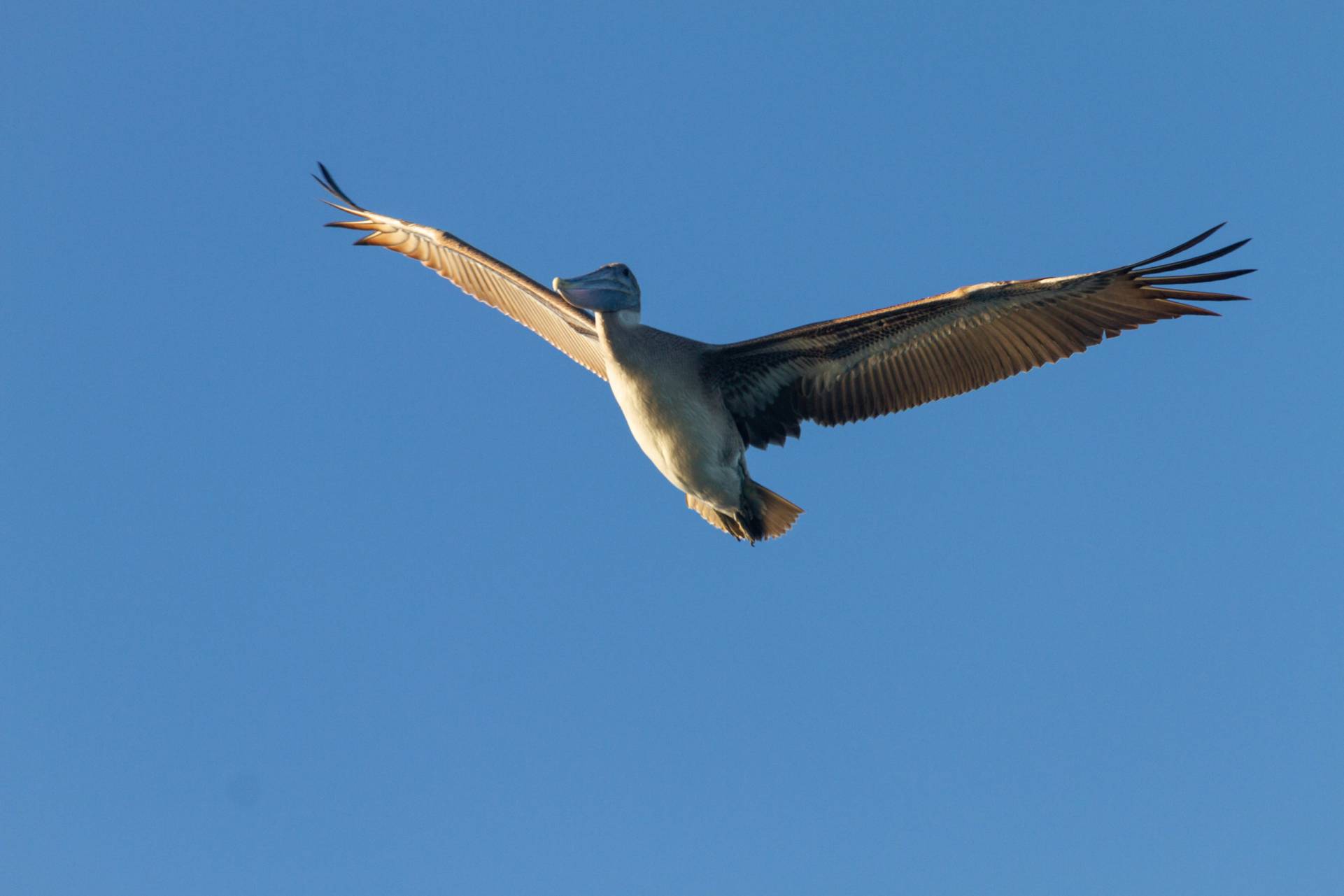 pelican in flight