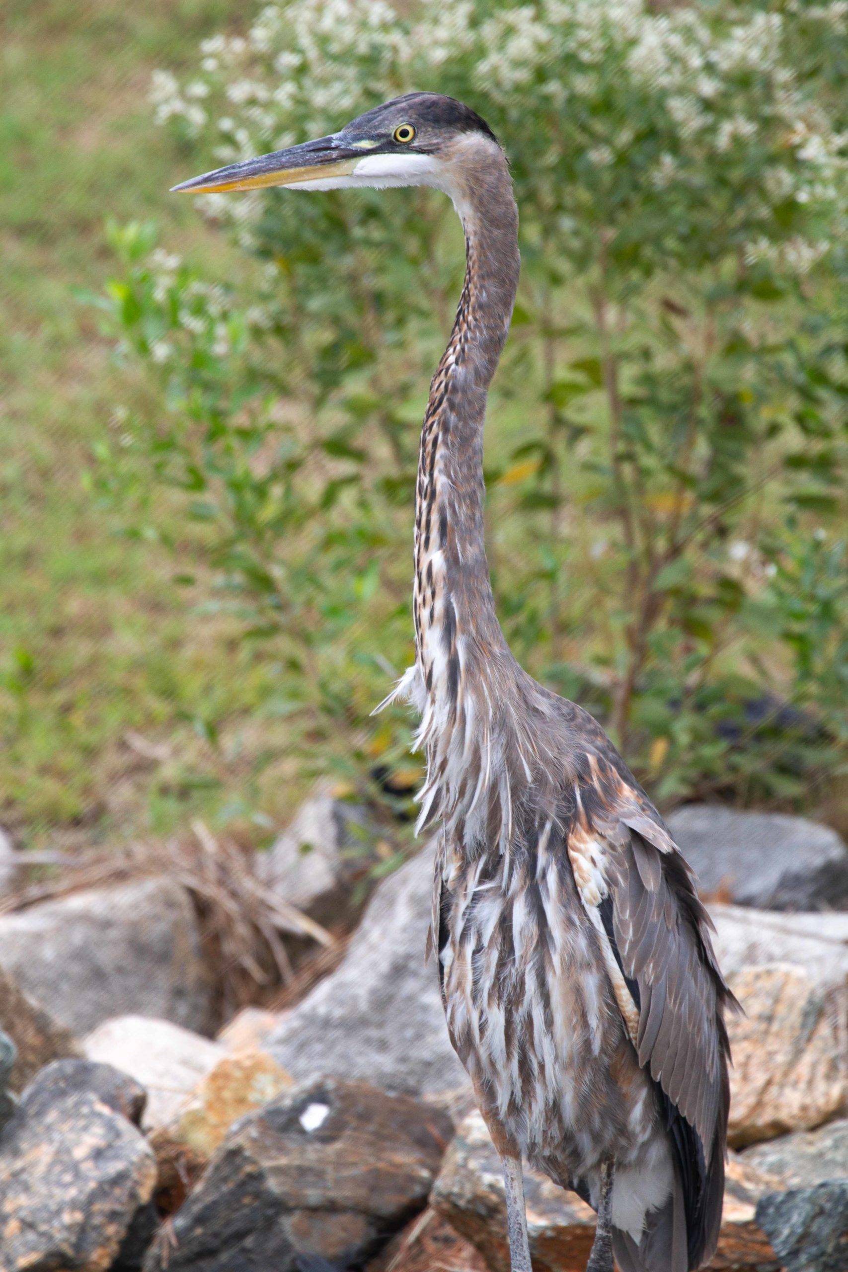 juvenile great blue heron on shore