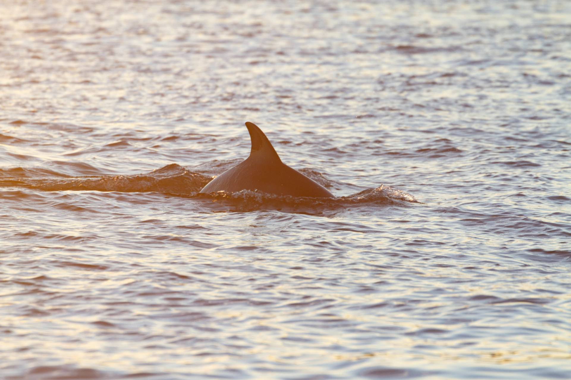 Dolphins swimming